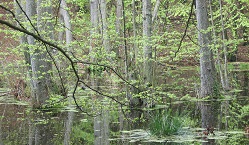 Red List of Habitats hierarchical view