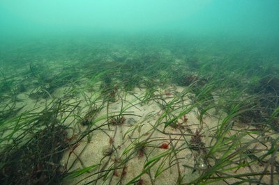 Coastal and halophytic habitats