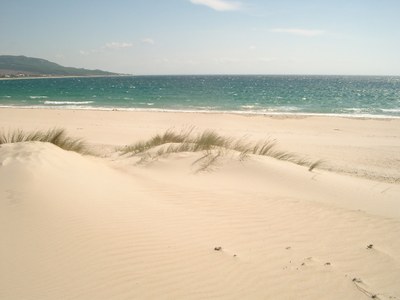 Coastal sand dunes