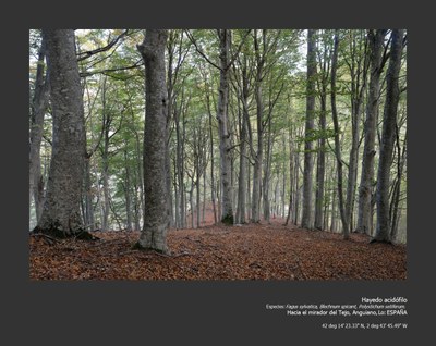 Forests