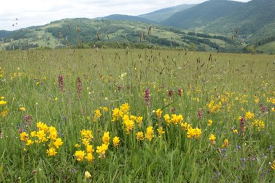 Grasslands