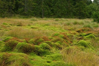 Mires: bogs and fens