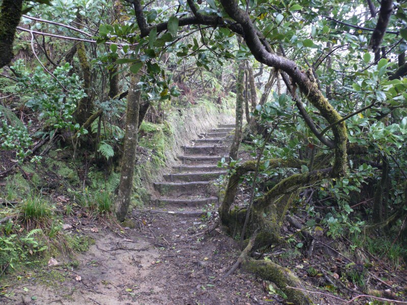 Laurel forest on São Miguel island_Box 3.5.jpg
