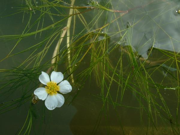 Ranunculus fluitans. Attribution-ShareAlike 3.0 Unported (CC BY-SA 3.0)