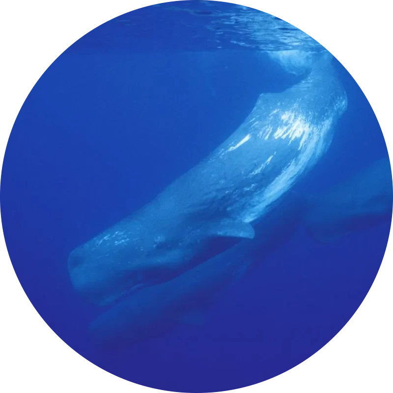 Marine mammals