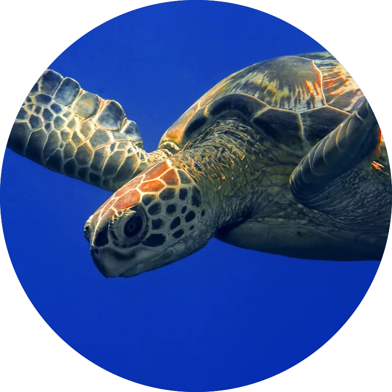 Marine turtles